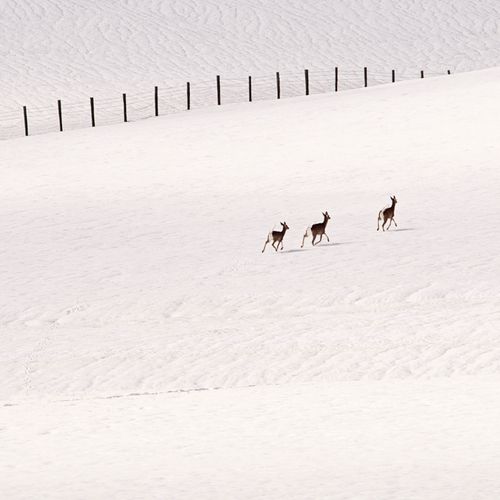 Route 20, Wyoming, White Tail Deer