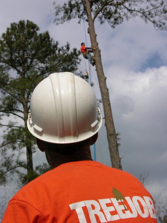 Supervising a tree removal