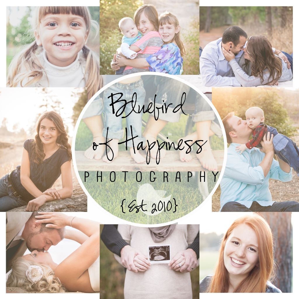 Bluebird of Happiness Photography