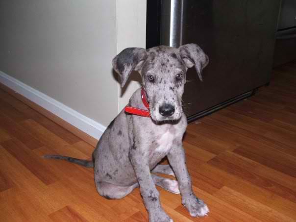One of my babies his name is Bristol and in now 6y