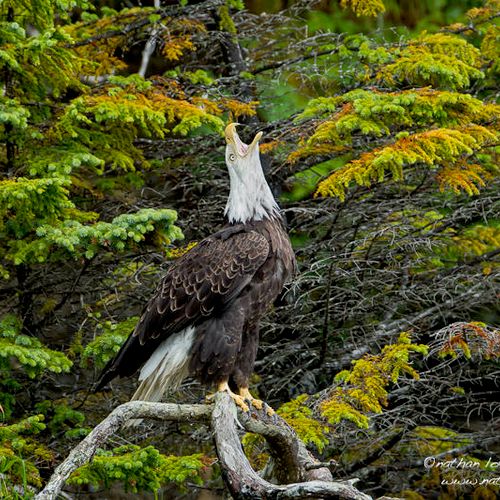 Bald Eagle perched on branch while calling;  Alask