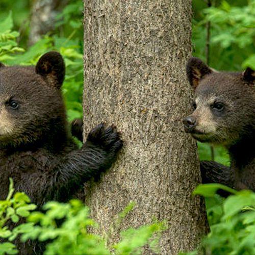 Black Bear Cubs;  Minnesota.