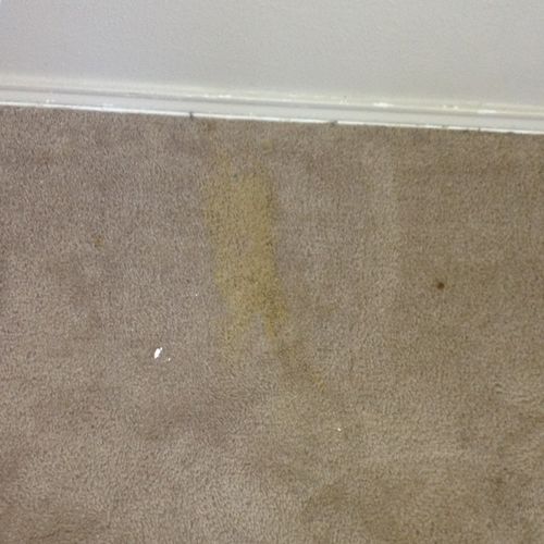 Shampoo carpet - remove dog or cats urine spots le