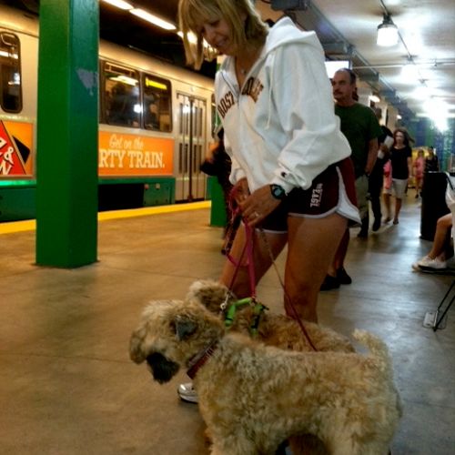 Training my two Wheaten Terriers to ride on the T 