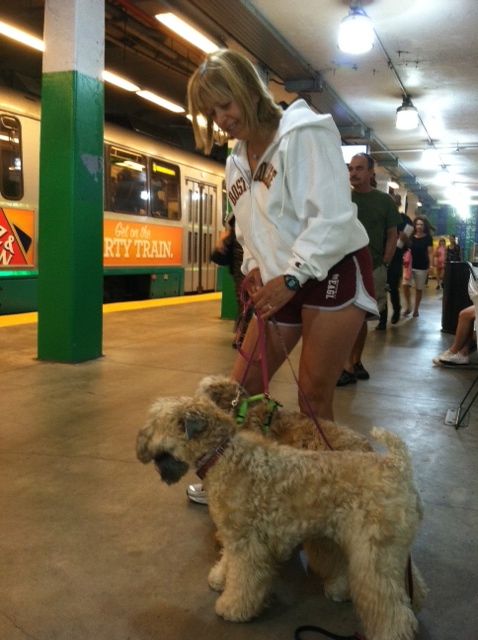Training my two Wheaten Terriers to ride on the T 