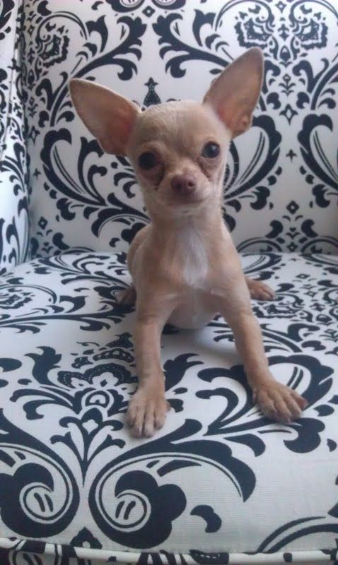 Auggie the Chihuahua