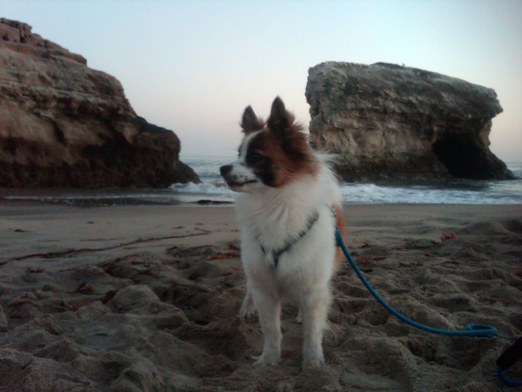 Bear the Papillon