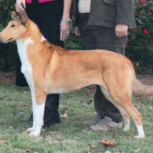 Our beautiful Smooth Collie bitch, AKC Grand Champ