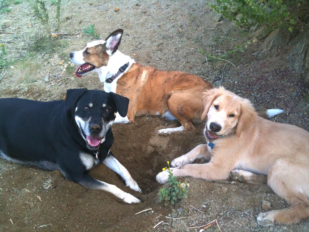 Happiness is a pack of smiling dogs