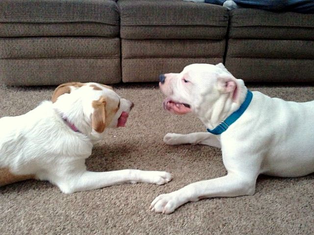 My boy Angus and Daisy lu having a play session af