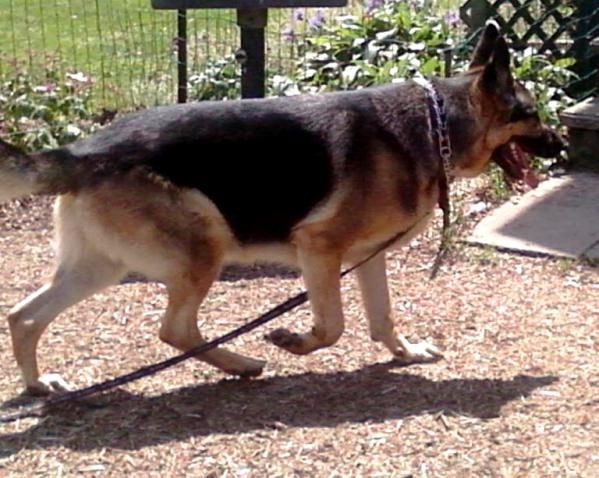 Keba is a graduate of our Basic Obedience program.