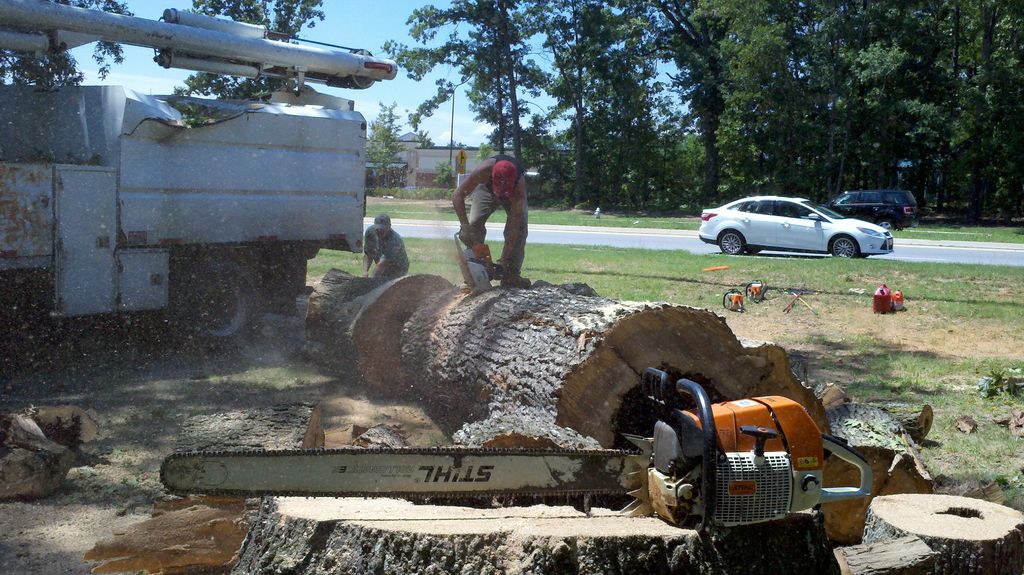 Large trees..... no problem.  We are equipped to h