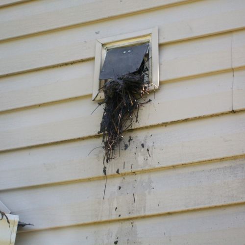 Bird nest in dryer vent Charlotte, NC.