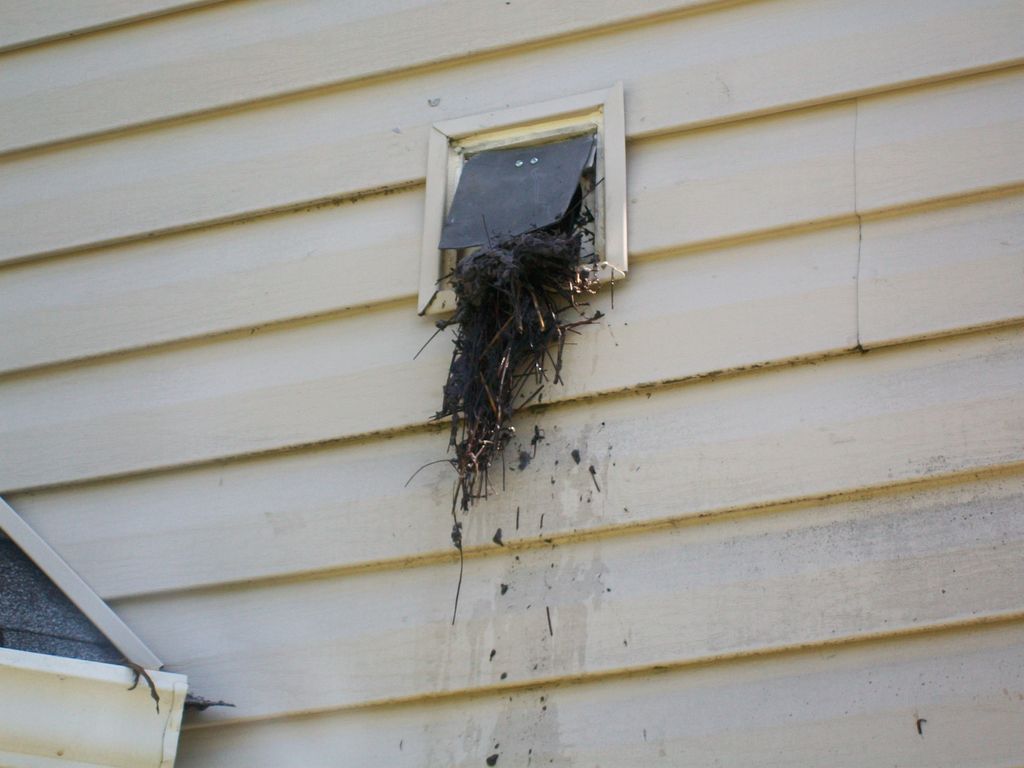Bird nest in dryer vent Charlotte, NC.