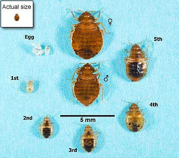 Bed Bug Life Cycle, Male/Female