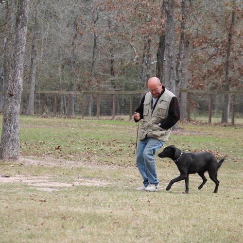 Dog training at our large outdoor facility in Magn