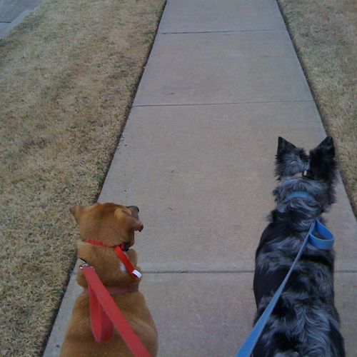 Baboo & Wylie on a walk.