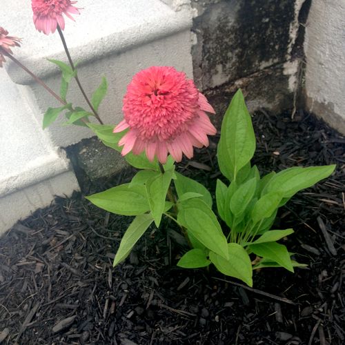Raspberry Truffle Cone Flowers and mulch installed