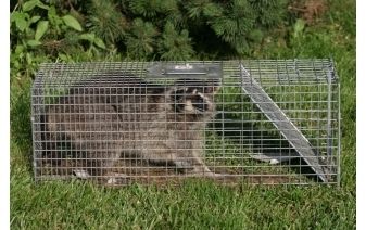 We are highly trained in squirrel trapping, mole r