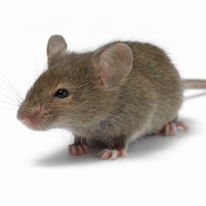 Mice/Rats often live in hidden areas within homes,
