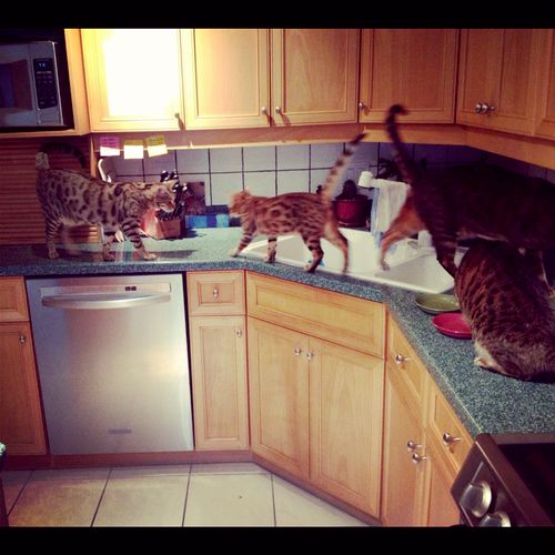 The Majestic Bengals