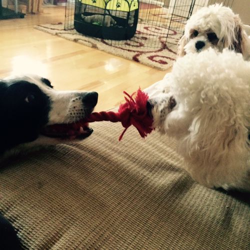 Gentle tug game between Binx the Border Collie and
