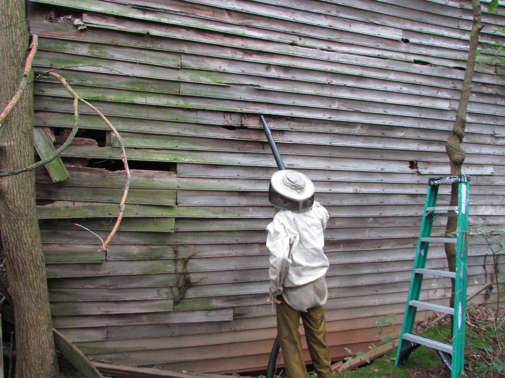 Bees behind the weather boards of an old country h