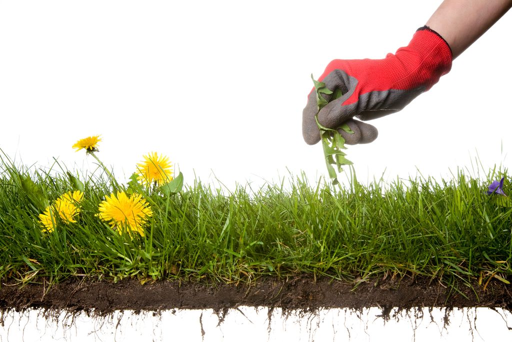 Let Us Take Care of Those Pesky Weeds