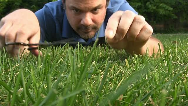 Healthy Grass is a Serious Business :)