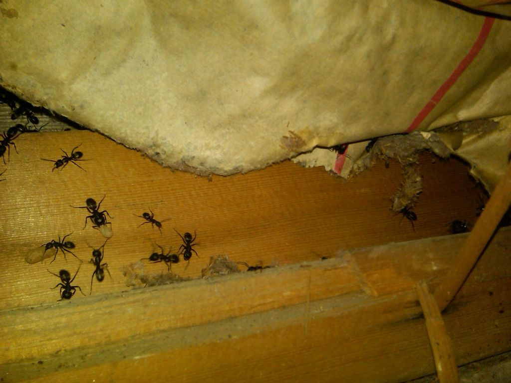 Carpenter Ants/Larva