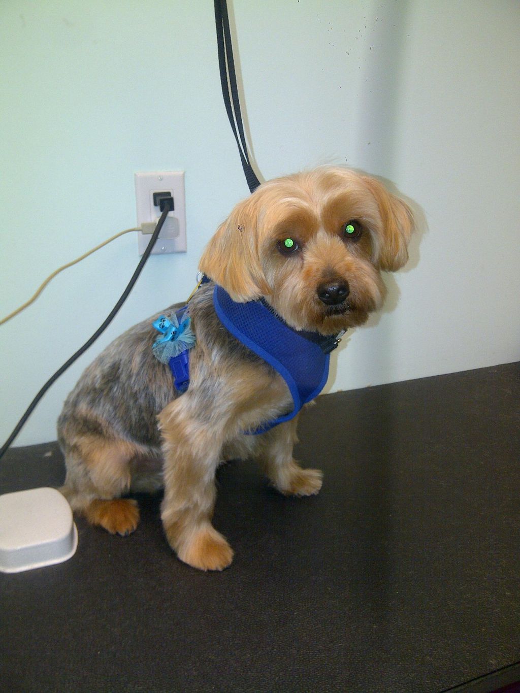 What do you think of my haircut?