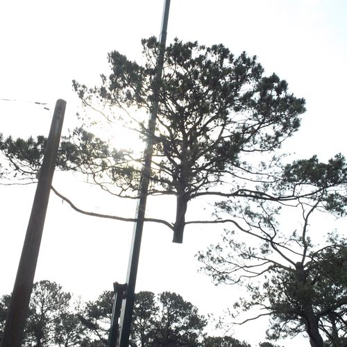 Craning a large Pine Tree that was 2 feet next to 