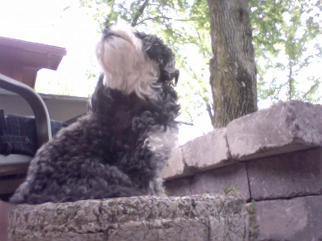 Duncan sniffing the air for the 'find it' cue.