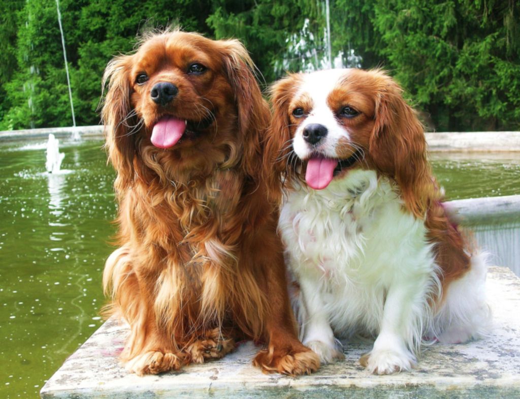 Rusty and Daisy in Saratoga, NY