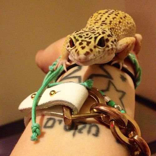 Jaimee's own leopard gecko, Digit.