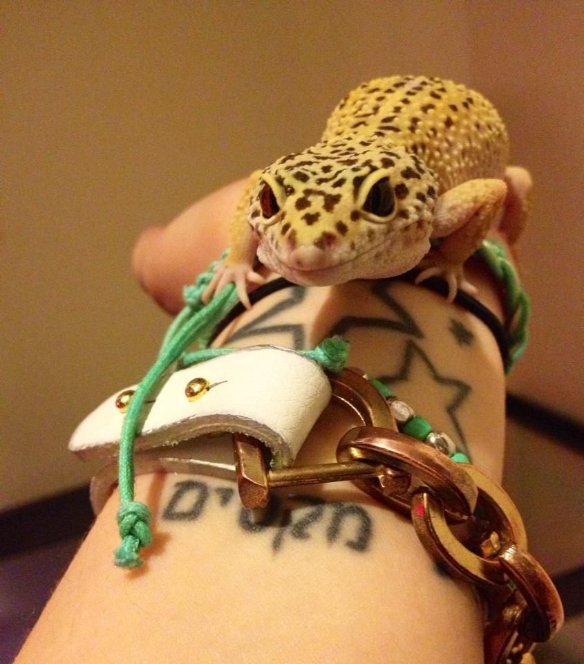 Jaimee's own leopard gecko, Digit.