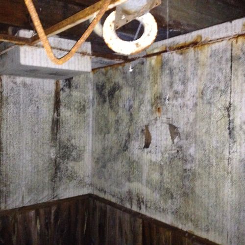 Heavy mold growth in foreclosed property which has