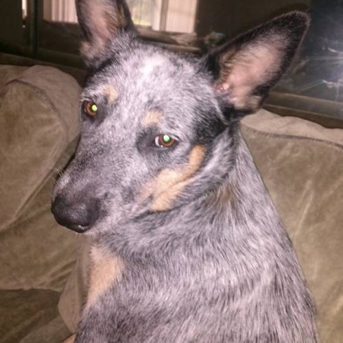 This is my girl Cricket, Blue Heeler, she is about