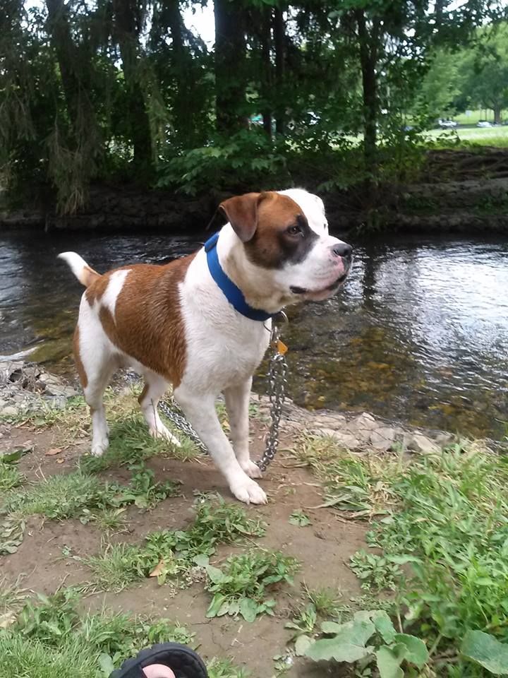 This is Sinister now at one year old "15 in dog ye