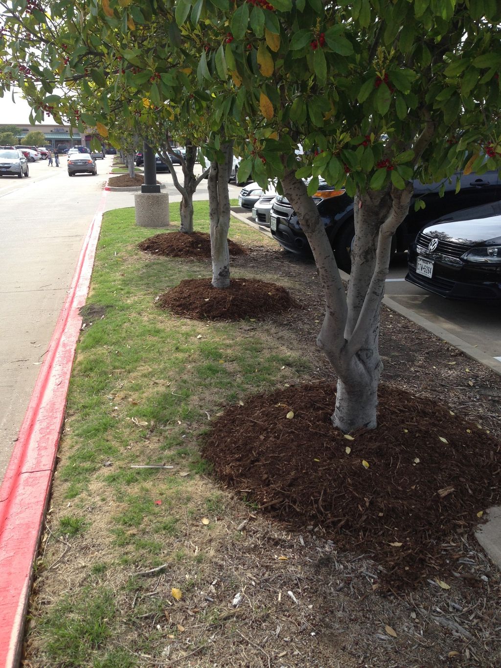 Some of the mulch that was placed at the Allen Out
