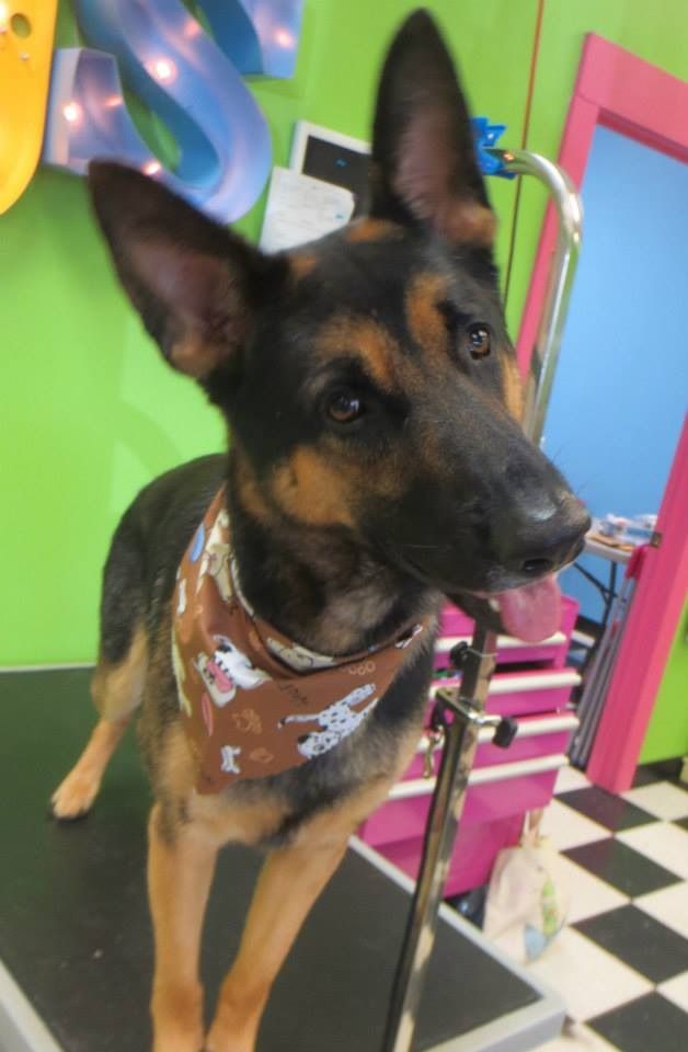 Taylor's Pet and Home Sitting