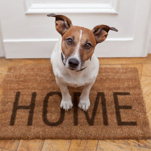 Home is where your pet is most comfortable