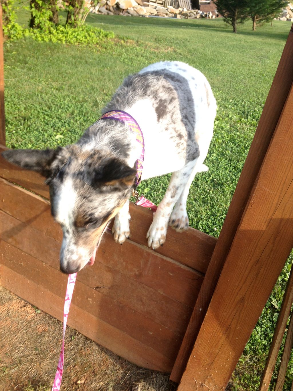 Agility is an excellent source of mental and physi