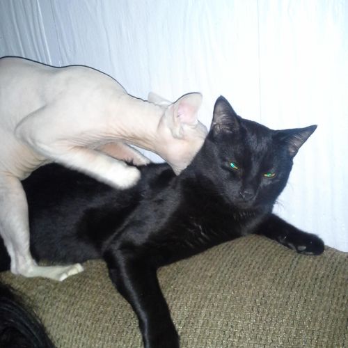 felix has new friend ginsu the sphynx  and he want
