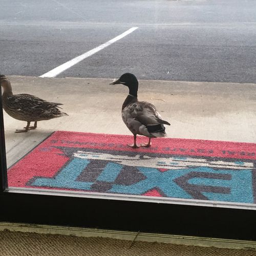 Yep, even found the ducks a home.
