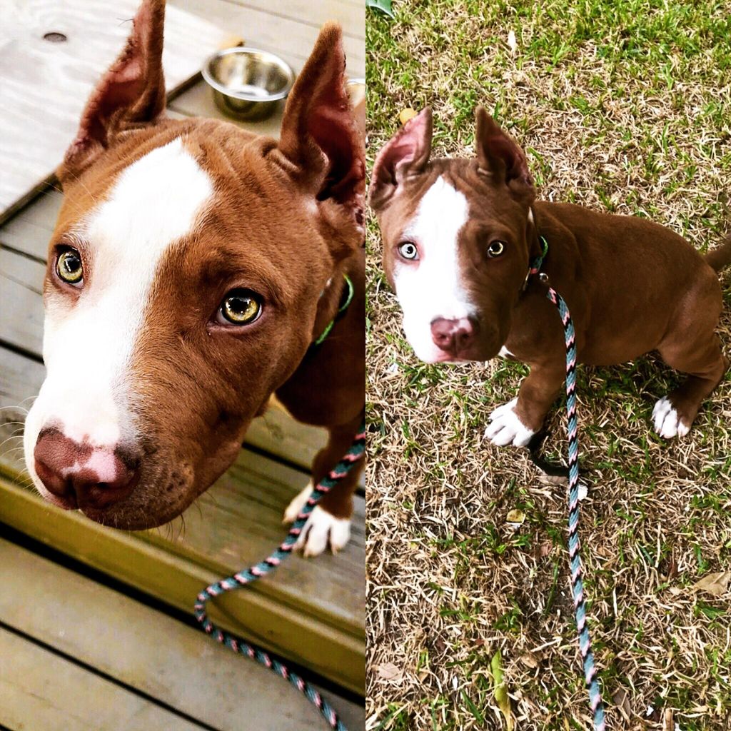 Learning sit in our first lesson with this sweet p