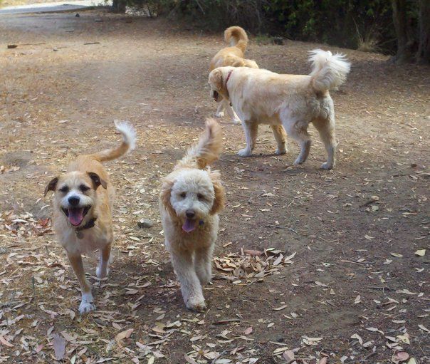 Peninsula Dog Park Social Hours