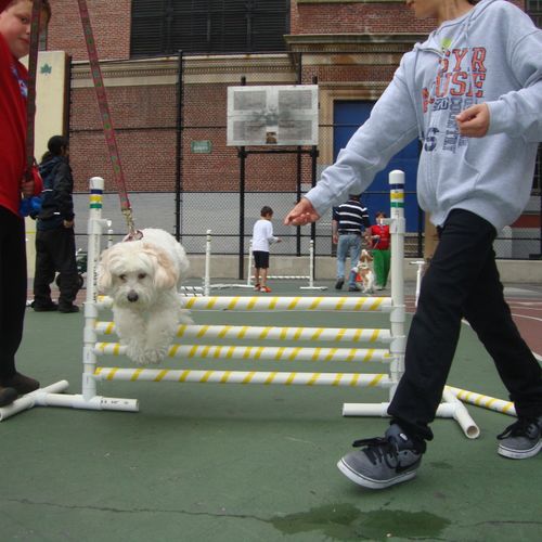 Our free dog agility classes.
