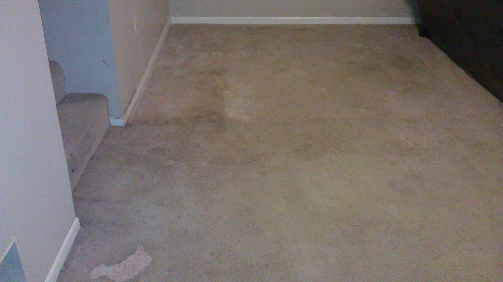 before carpet cleaning