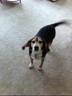Wendell enjoys aloha fridays at Bakers Beach!
